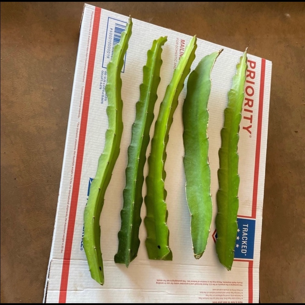 Dragon fruit plant cuttings. 7cuttings